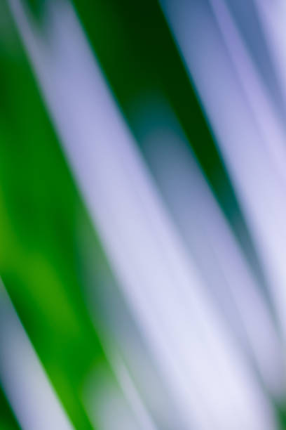 istock Abstract floral blurred background. Tropical palm leave backdrop 1219971036