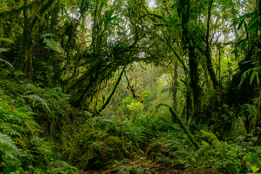 Densa selva amazónica verde - selva tropical photo