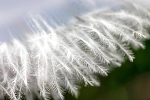 istock Detail of bird feather, small feather bristles 1219972238