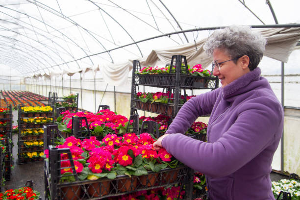 istock Middle Aged Woman Working in Violet Greenhouse 1219972409