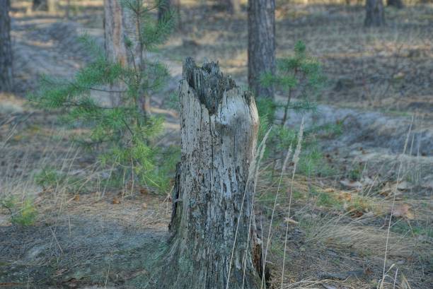 istock a piece of old one gray broken tree stands 1219972438
