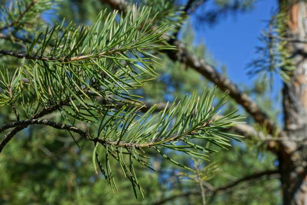 istock branch with green needles on nature in the forest 1219972536