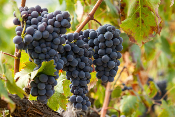istock ripe red grape clusters on the vine 1219972675