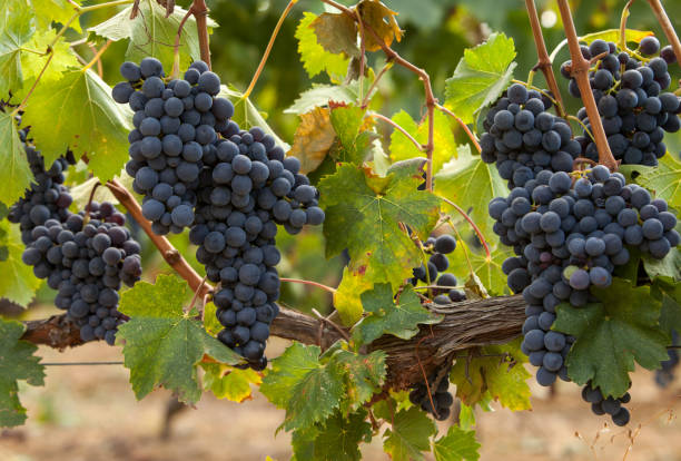 grappes de raisin rouge mûr sur la vigne - hanging from the vine photos et images de collection