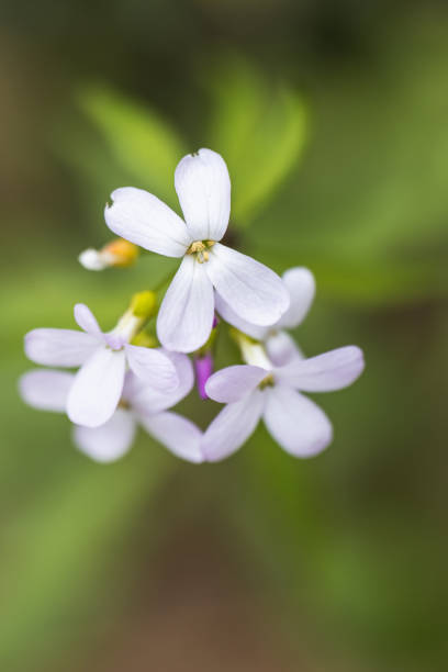 istock A Bunch of White Flowers 1219973490