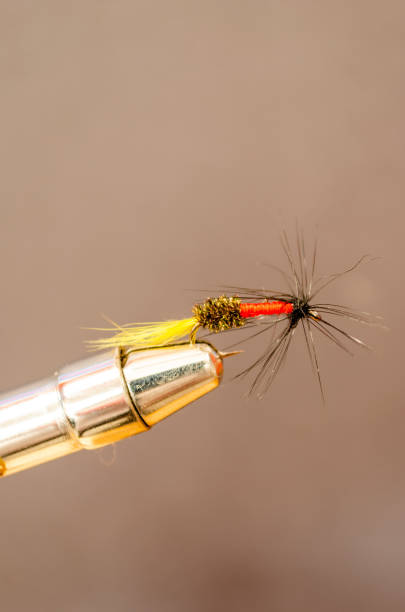 istock Single Royal Coachman trout fly in a tying vise against a gray background 1219975385
