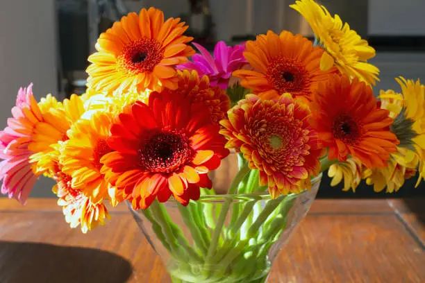 Colorful gerber daisies in a glass vase on a wooden table in a bright modern room, retro spring design living room