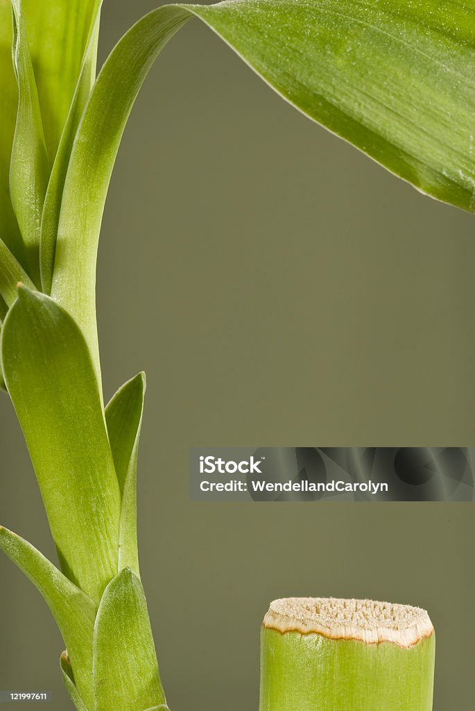 Vertikale Bambus-Hintergrund - Lizenzfrei Bambus - Graspflanze Stock-Foto