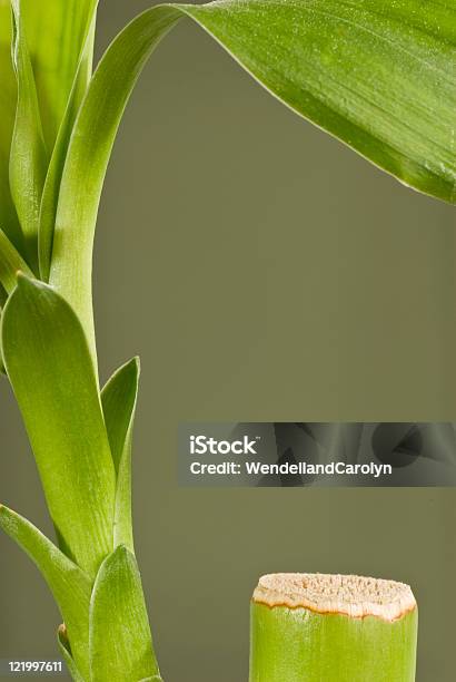 Vertikale Bambushintergrund Stockfoto und mehr Bilder von Bambus - Graspflanze - Bambus - Graspflanze, Bildhintergrund, Blatt - Pflanzenbestandteile