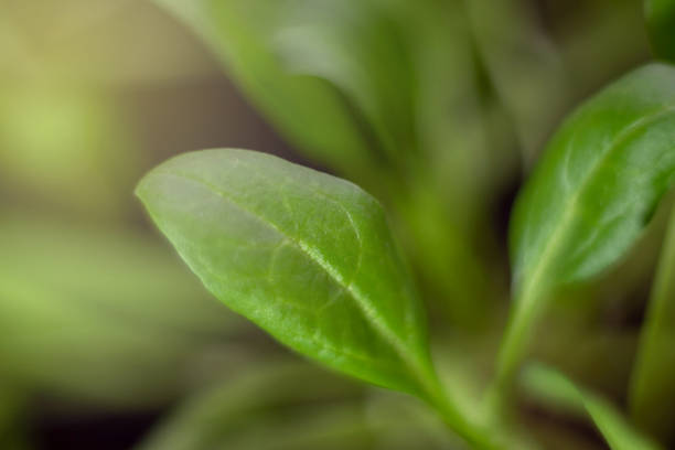 istock Young salad in pot macro. Home gardening. 1219977605