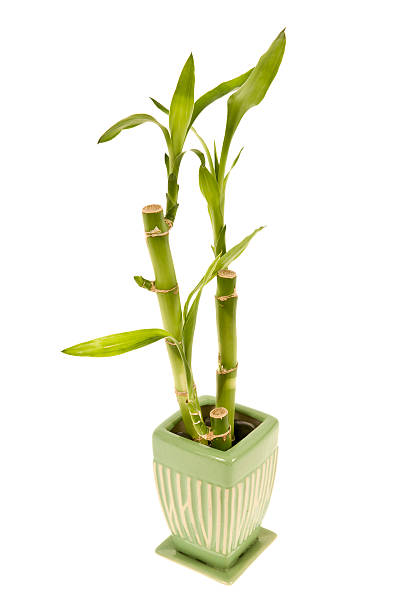 istock Healthy Bamboo in Vase 121997779