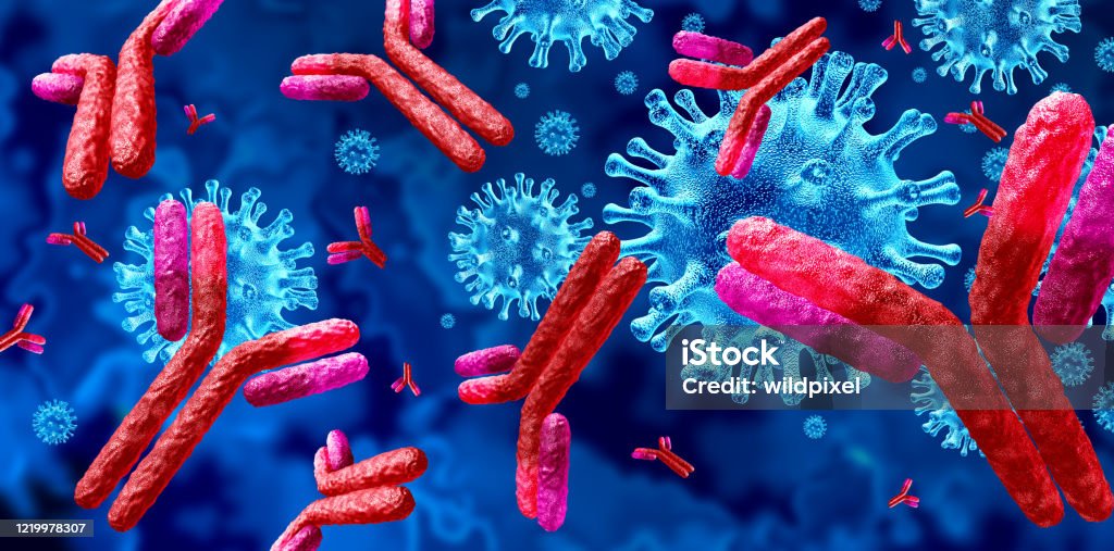 Antibody  Immunoglobulin Antibody and Immunoglobulin concept as antibodies attacking contagious virus cells and pathogens as a 3D illustration. Antibody Stock Photo