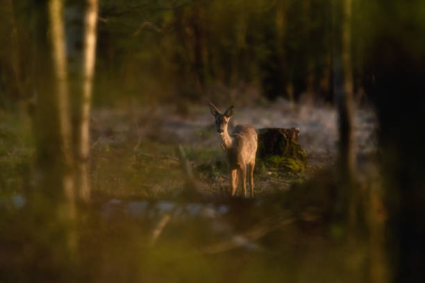 istock Alert young roe deer in sunlight in woods during golden hour. 1219981283
