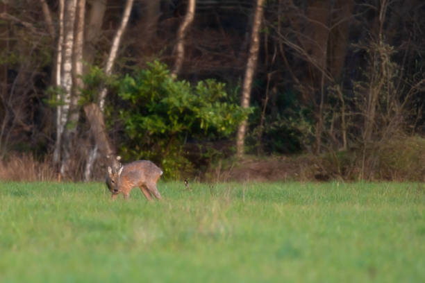 istock Grazing young roebuck and a hare in forest meadow. 1219981286