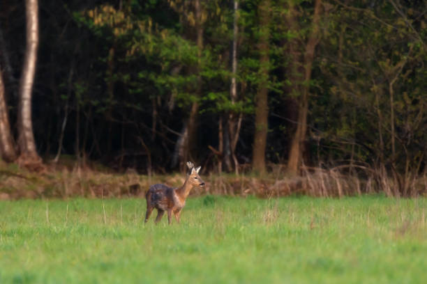 istock Alert young roe deer buck in forest meadow. 1219981293