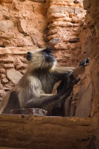 Monkey in Indian ruins
