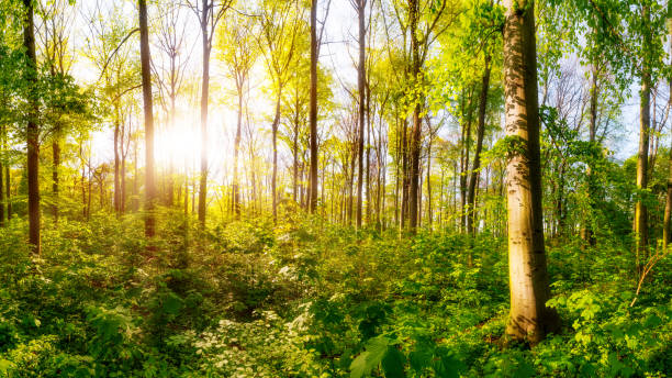 istock Forest in spring in with bright morning sun 1219981536