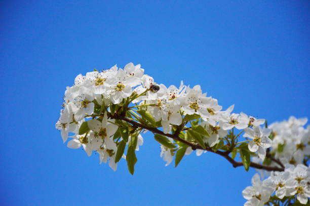 istock blooming pear against the blue sky 1219981585