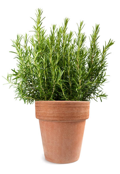 istock Rosemary in vase 1219981828
