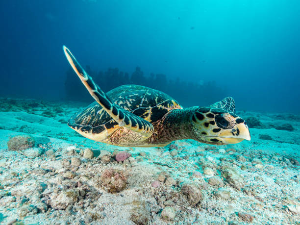 The Turtle Fly Hawksbill turtle, swimming in front of a group of human statues in MUSA, Isla Mujeres, Riviera Maya, Mexico isla mujeres stock pictures, royalty-free photos & images