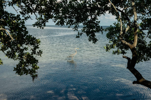 istock A Heron Perched in the Gulf of Mexico 1219982038