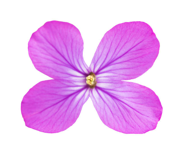 istock lunaria  annua flower 1219982864