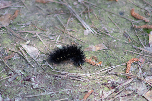 Black Woolly Bear Caterpillar on ground