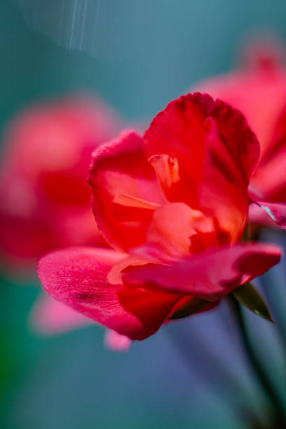 closeup of orange pelargonium flowers