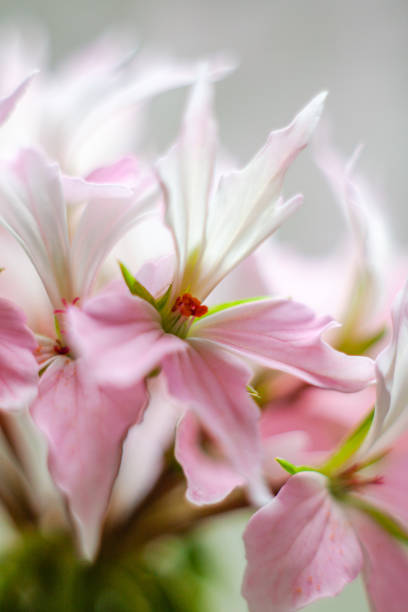istock closeup of light pink pelargonium flowers 1219983675