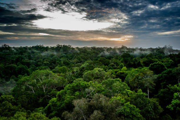 istock Cities of Brazil - Manaus, Amazonas state capital 1219983862