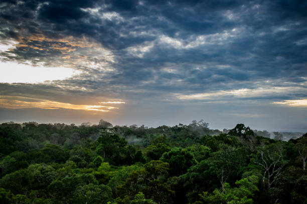 istock Cities of Brazil - Manaus, Amazonas state capital 1219983869