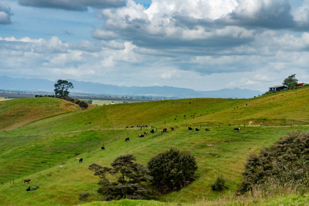 ニュージーランド 牛農場 - guernsey cattle ストックフォトと画像