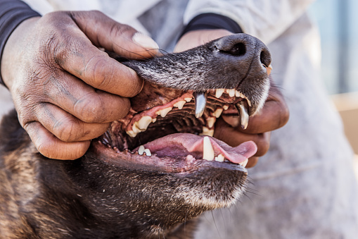 Portrait of pedigree pure breed dog's teeth