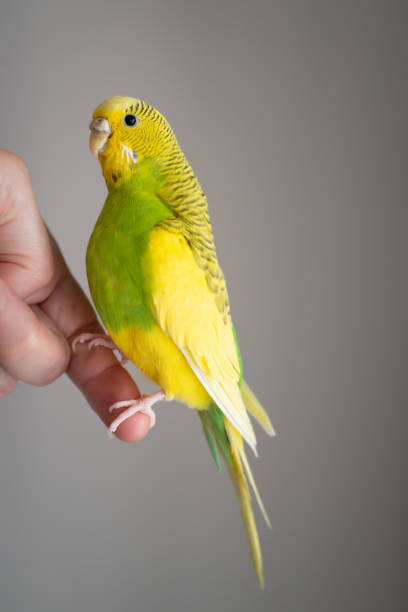 istock Portrait of a budgerigar parakeet in profile sitting, perched on a finger. 1219984847