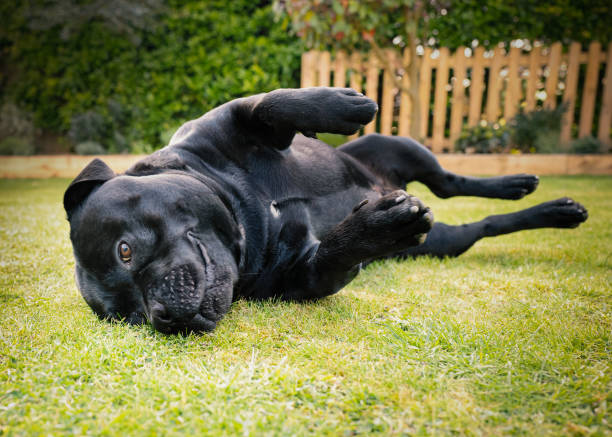 istock Staffordshire Bull Terrier lying down dog half way through a roll on grass, outside. There is slightly motion blur. 1219984928