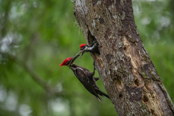 istock Pileated Woodpecker Portrait 1219985473