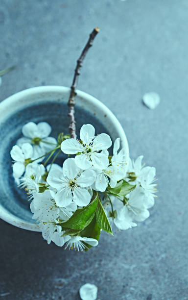 istock White spring blossom in a blue ceramic bowl. Still life. Copy space 1219985507