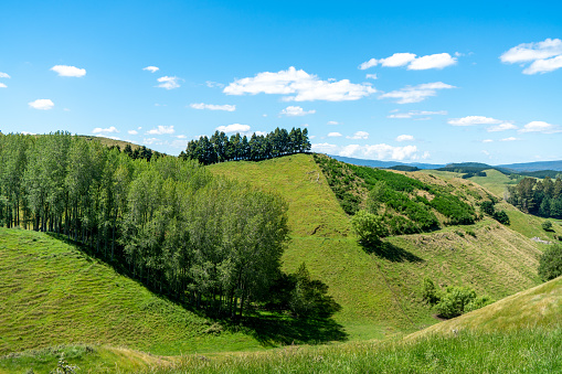 Far view of green crops in a hilly field and a couple of trees on top of the hill.