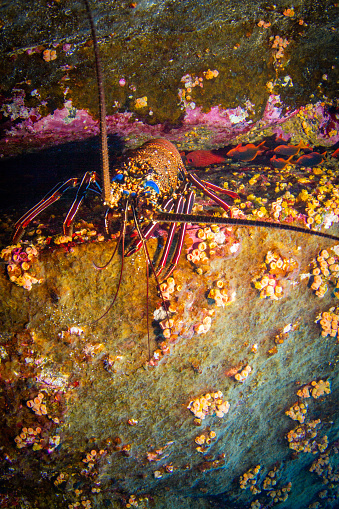 Close-up of a lobster on a colorful reef underwater