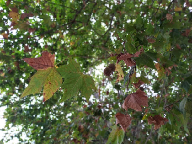 istock autumnal green and brown leaves on a tree 1219986501