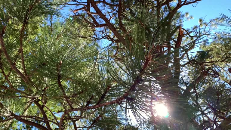 ponderosa pine tree