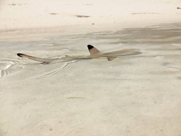 istock Black tip shark fin breaking water hunting 1219990006