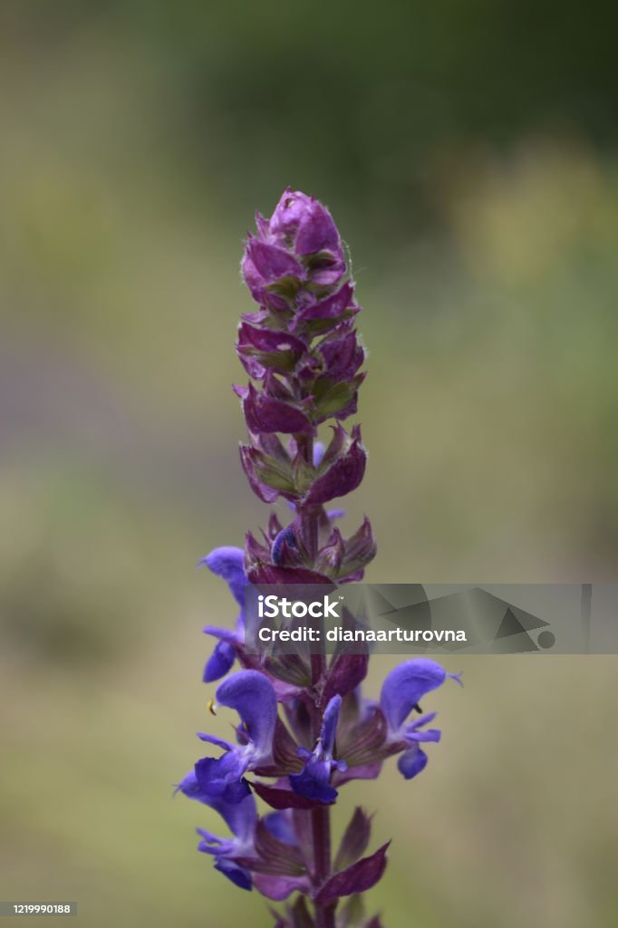 Blue flower Lupinus angustifolius. Wolf beans Agricultural Field Stock Photo