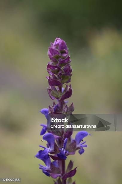 Blue Flower Lupinus Angustifolius Wolf Beans Stock Photo - Download Image Now - Agricultural Field, Animal Family, Bean