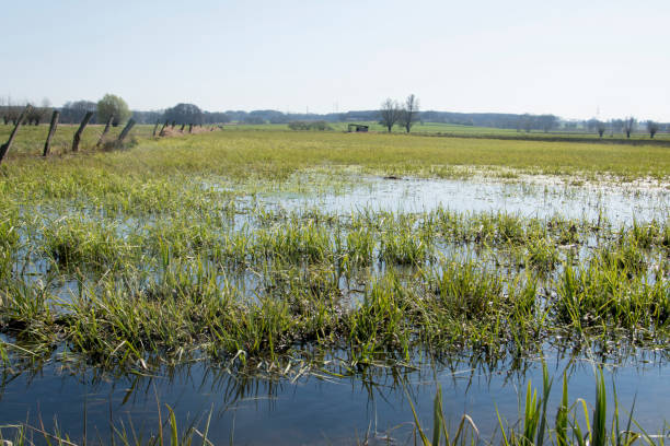 flooding in the wet meadows of the bünde district of hüffen in east westphalia. - bog imagens e fotografias de stock