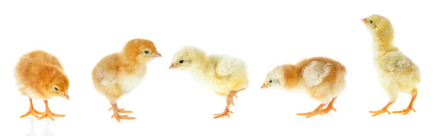 istock Little chickens isolated on a white background 1219992047