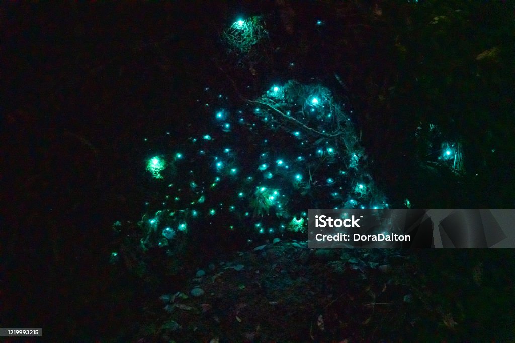 Glow Worm Dell at Hokitika, West Coast, New Zealand West Coast, New Zealand. Firefly Stock Photo