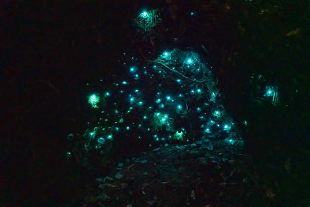 Glow Worm Dell at Hokitika, West Coast, New Zealand West Coast, New Zealand. waitomo caves stock pictures, royalty-free photos & images