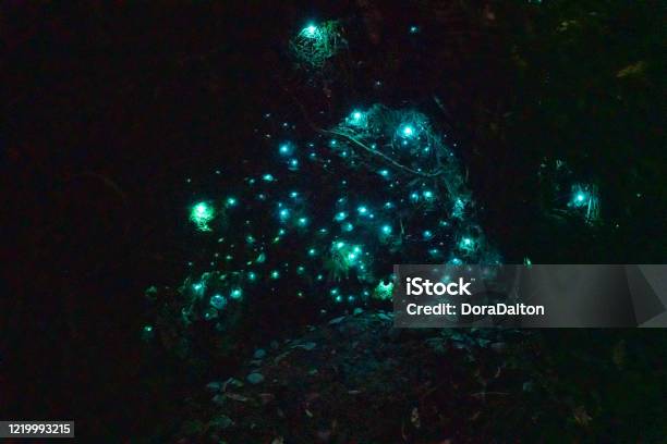 Glow Worm Dell At Hokitika West Coast New Zealand Stock Photo - Download Image Now