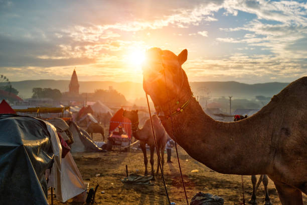 istock Camel at Pushkar Mela camel fair at sunset. Pushkar, Rajasthan, India 1219994267